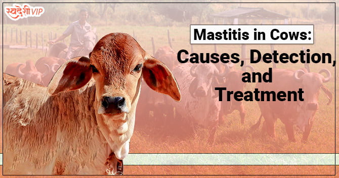 Mastitis In Cows