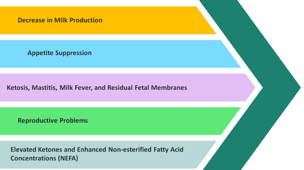 Fatty Liver in Dairy Cows: Prevention and Cure, Signs, and Medication