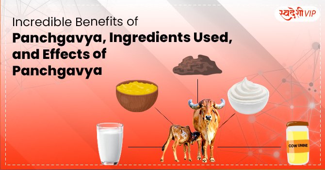 Incredible Benefits of Panchgavya, Ingredients Used, and Effects of Panchgavya