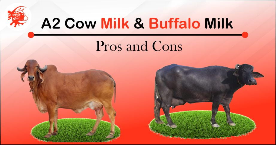 A2 Cow Milk and Buffalo Milk: Pros and Cons
