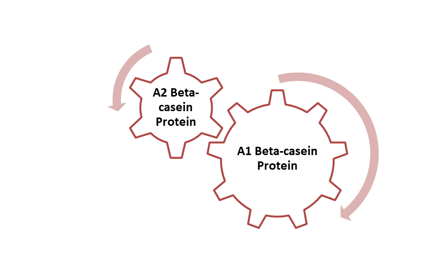 The two most common forms of Beta-casein: