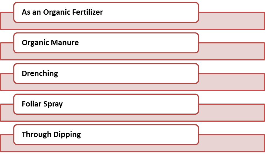 Listed below are 4 beneficial methods through which one can use cow urine for agricultural growth: