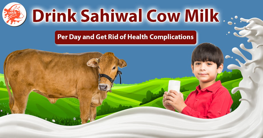 Sahiwal cow milk per day