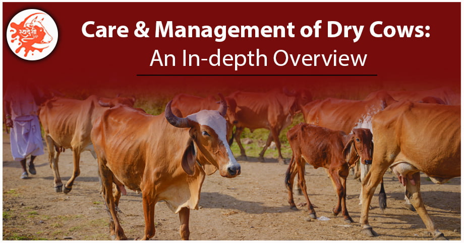 Management of dry cows