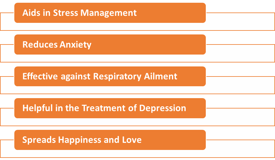 Benefits of Cow Hugging Therapy