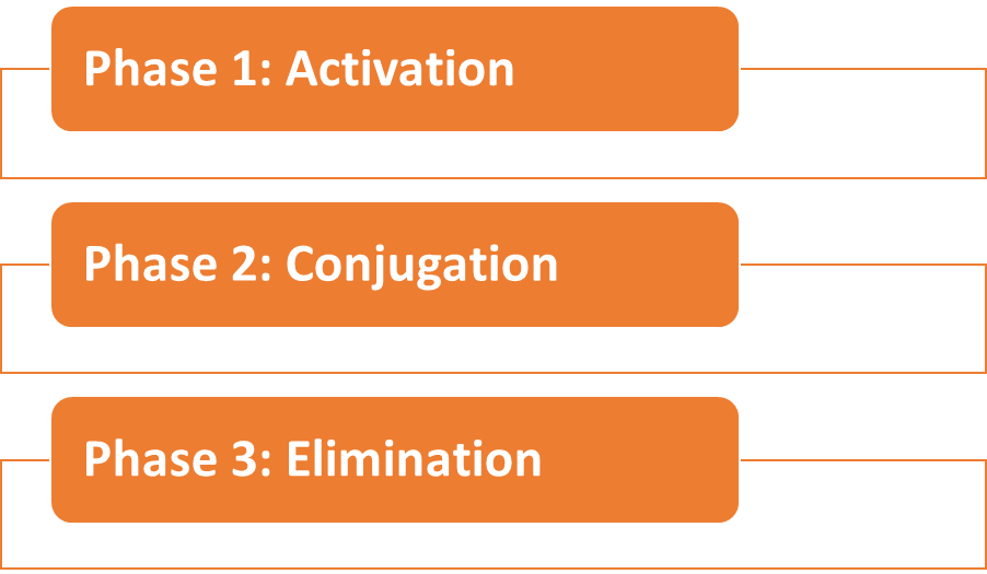 Phases of Detoxification 