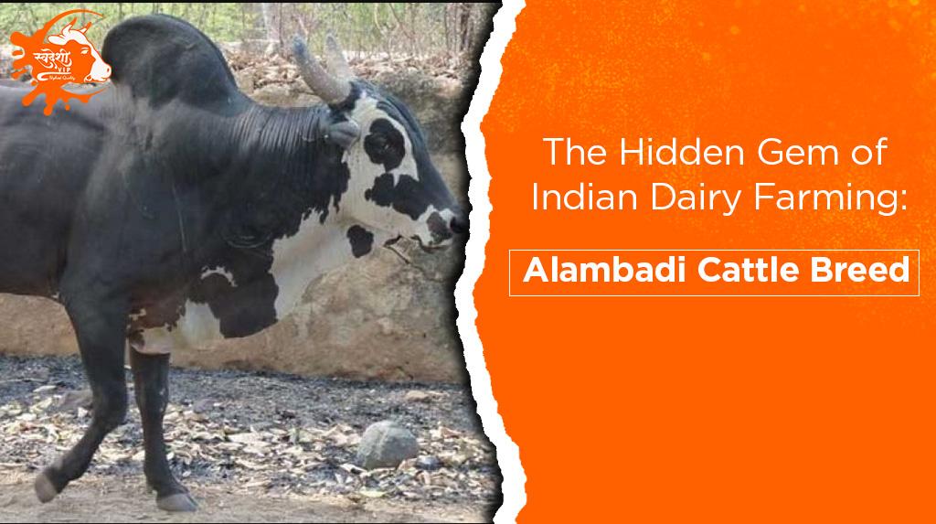 Alambadi Cattle Breed