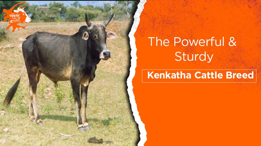 Kenkatha Cattle Breed